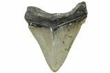 Serrated, Fossil Megalodon Tooth - North Carolina #308592-1